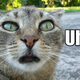 Illustration for article titled Silicon Valley Dopes and LOLCats Get Reality TV Shows Because...Ugh, Why, Please No